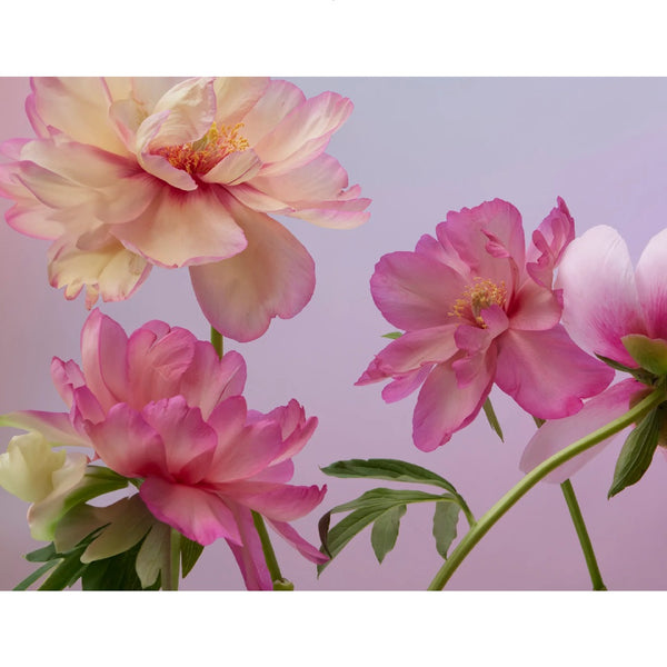 Floral Photography Keepsake Boxed Notes