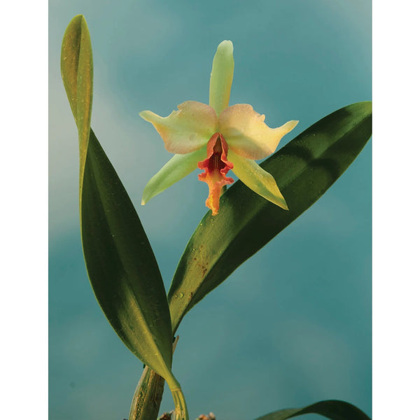 Floral Photography Keepsake Boxed Notes