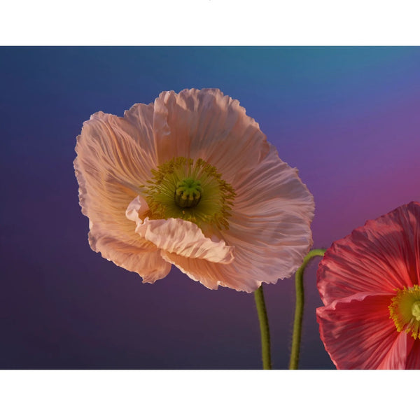Floral Photography Keepsake Boxed Notes