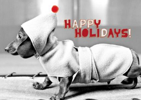 Dog in Coat Holiday Boxed Notes